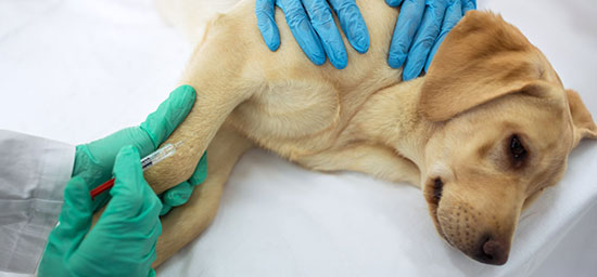 Veterinary hematology